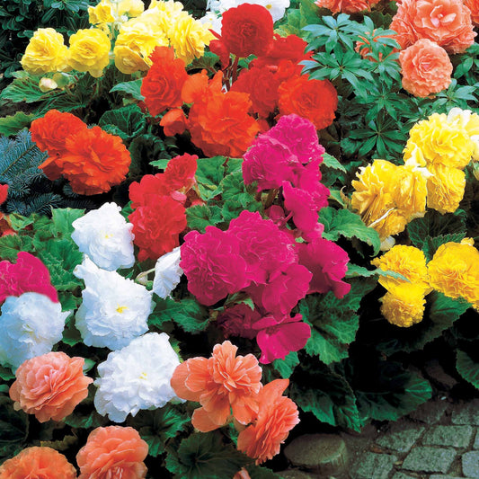 Dubbelbloemige begonia Mix - Bakker