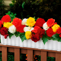 Dubbelbloemige begonia Mix