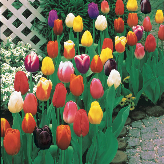 Triumph Tulpen gemengd - Tulipa - Voorjaarsbloeiers