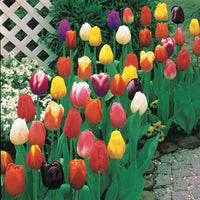 Triumph Tulpen gemengd - Tulipa - Bloembollen
