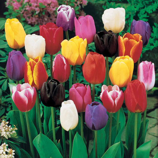 Triumph Tulpen gemengd - Tulipa - Voorjaarsbloeiers