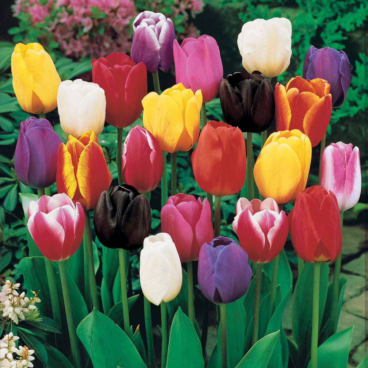 50 Triumph Tulpen gemengd - Bakker
