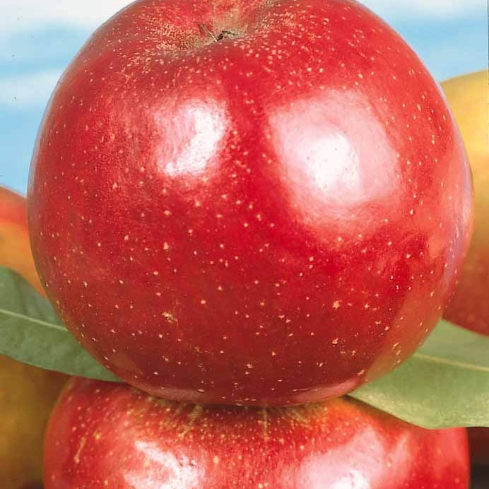 Appelbomen