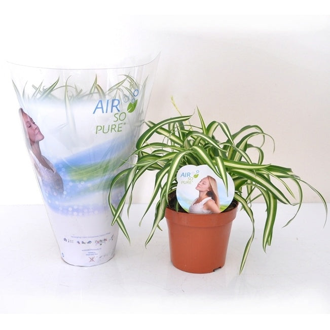Chlorophytum comosum atlantic - Graslelie 'Atlantic' incl. witte sierpot - Kamerplanten met potten