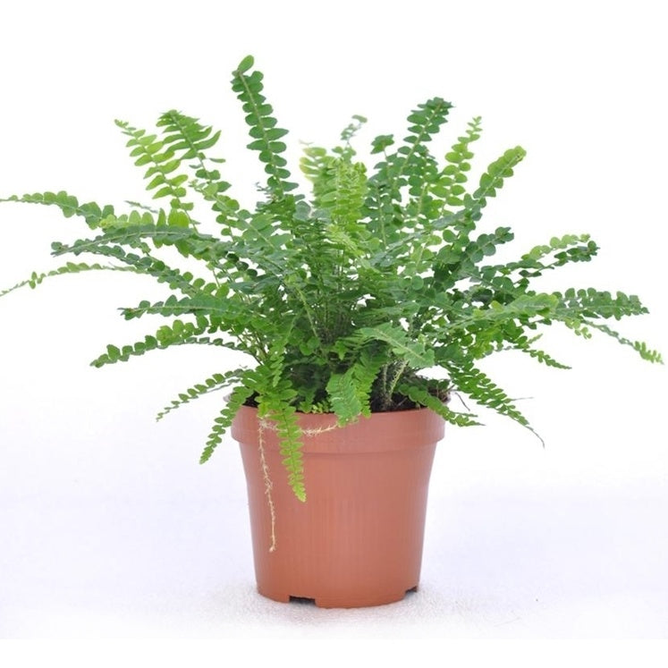 Krulvaren 'Duffi' incl. witte sierpot - Nephrolepis exaltata Duffi - Bakker
