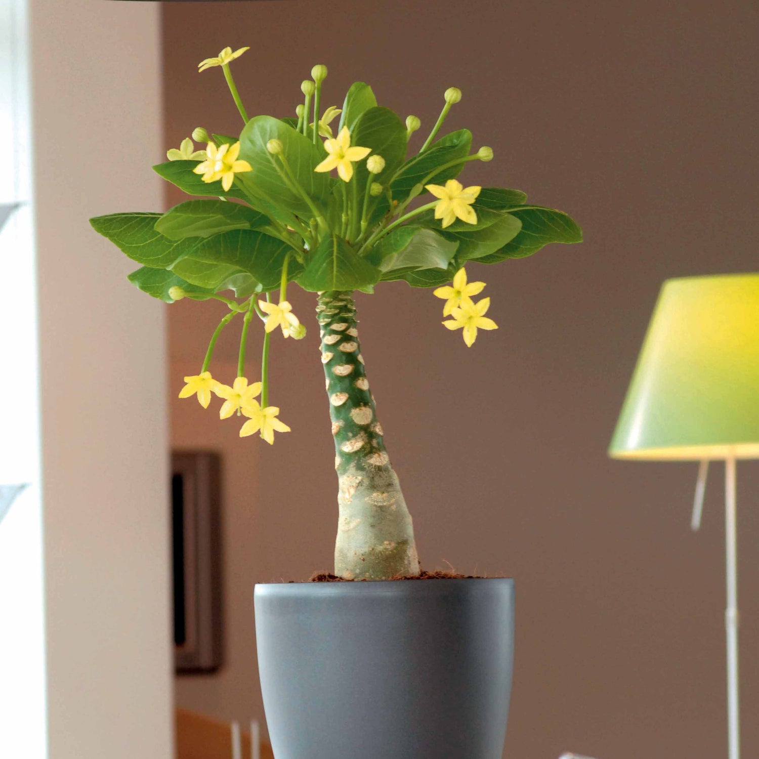 Brighamia - Hawaïaanse plant