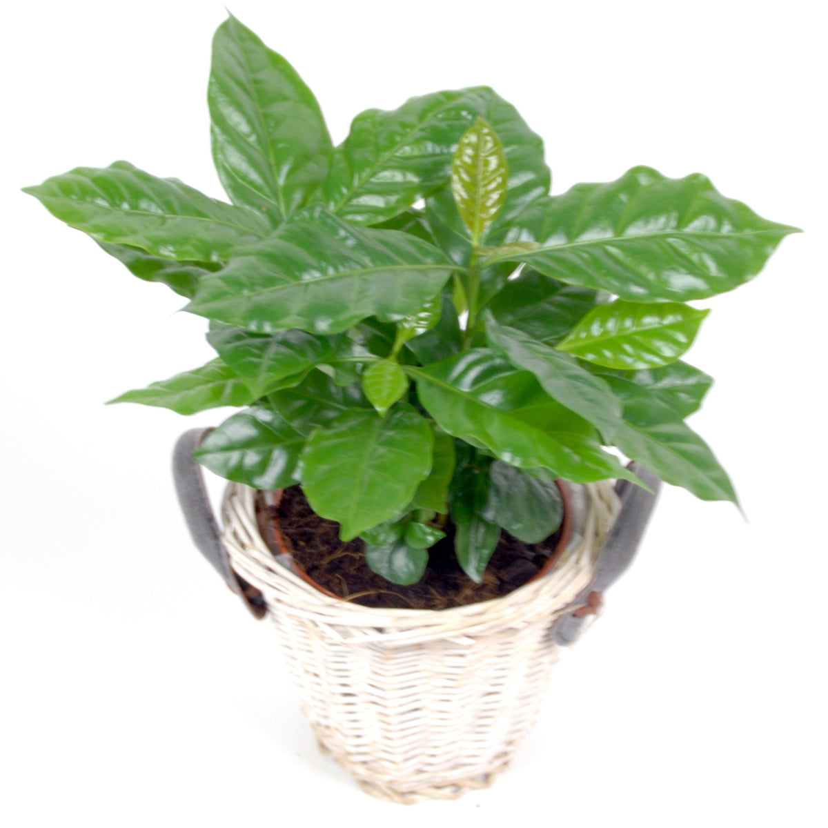 Koffieplant incl. witte sierpot - Coffea arabica - Bakker