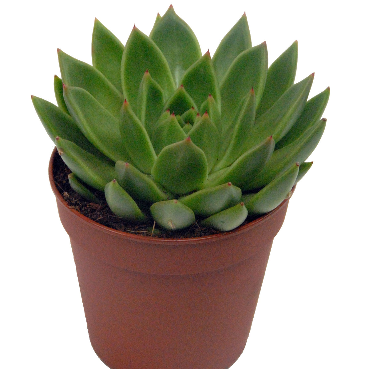 Echeveria incl. witte sierpot - Echeveria agavoides - Bakker