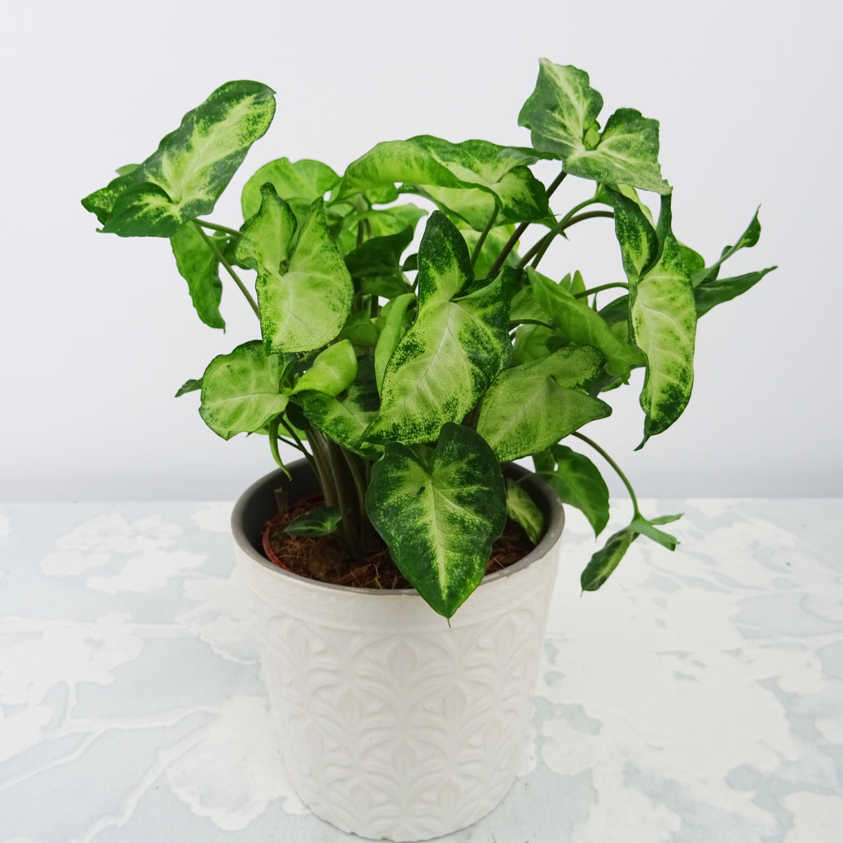 Syngonium 'Pixie' - Syngonium pixie - Bakker