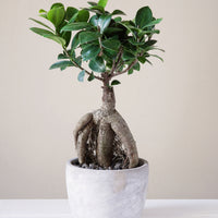 Ficus microcarpa 'Ginseng' incl. witte sierpot