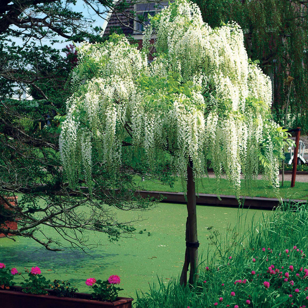 Witte regen 'Alba'- op stam - Wisteria - Bakker