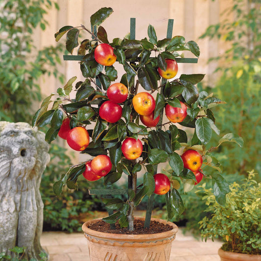 Appelboom 'Gala' de pot - Bakker