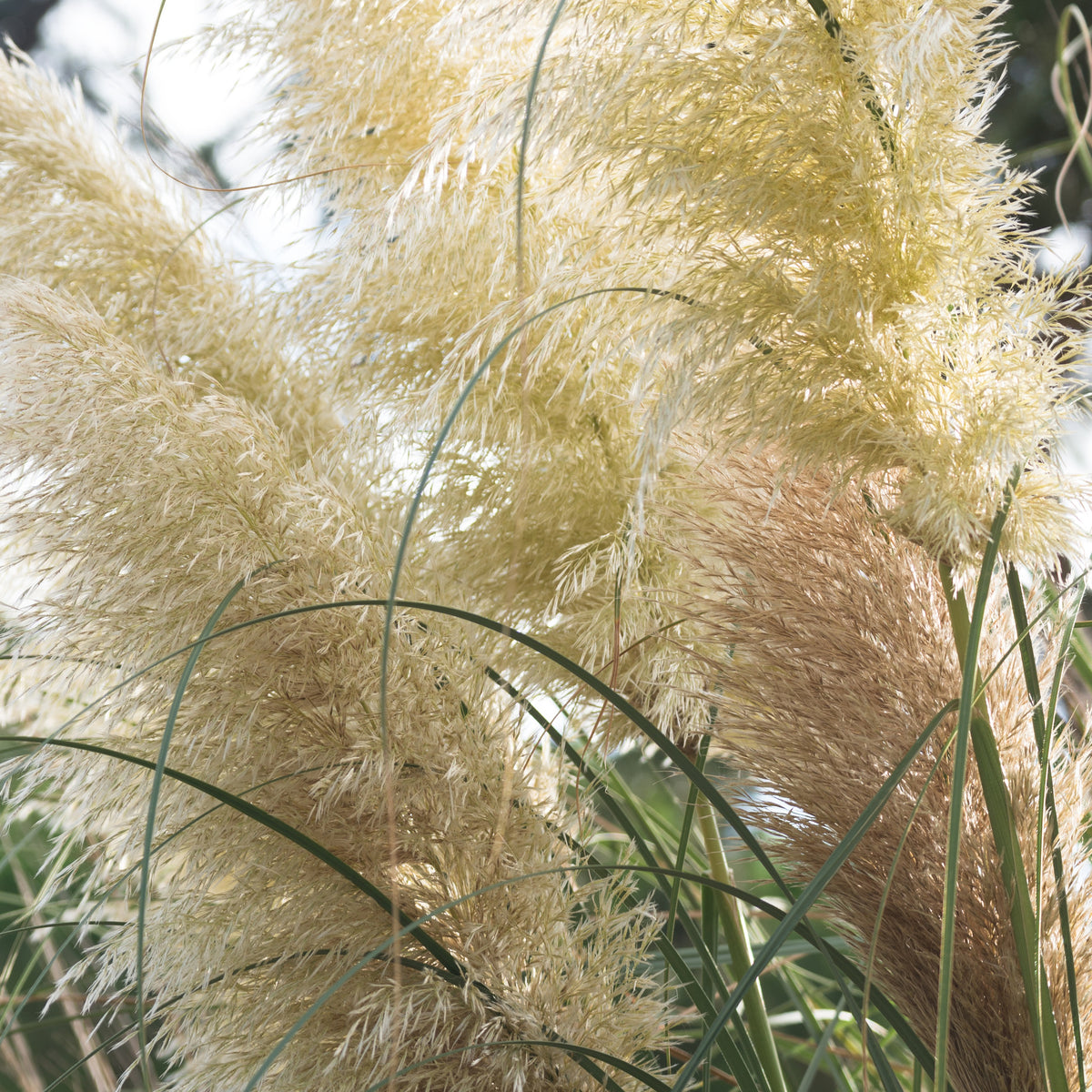Pampasgras - wit - Cortaderia selloana monstruosa - Bakker