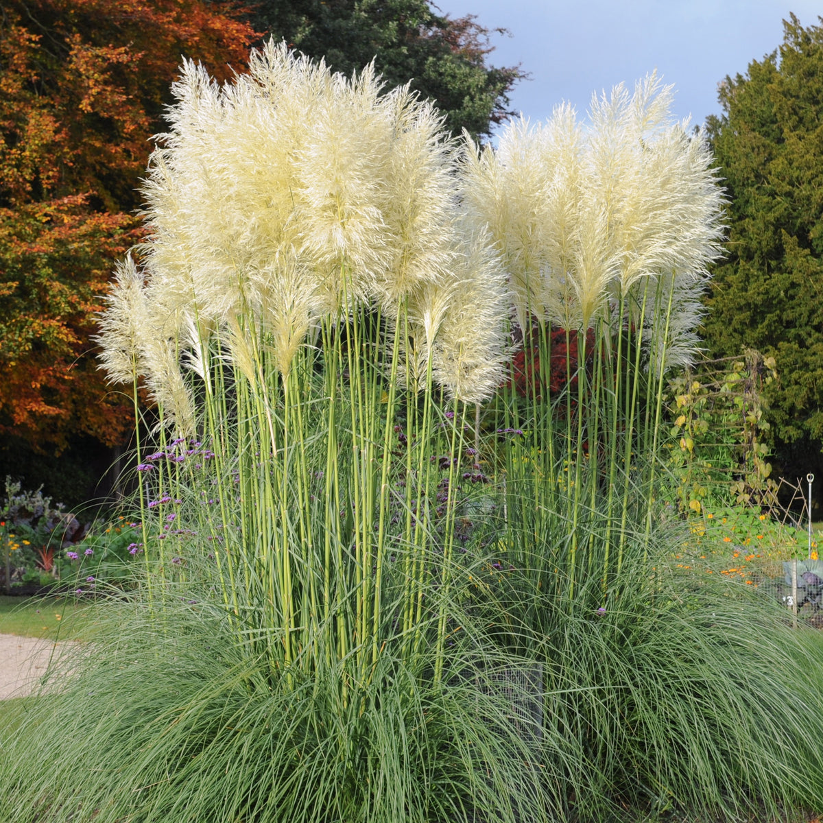 Cortaderia selloana monstruosa - Pampasgras - wit - Pampasgras - Cortaderia