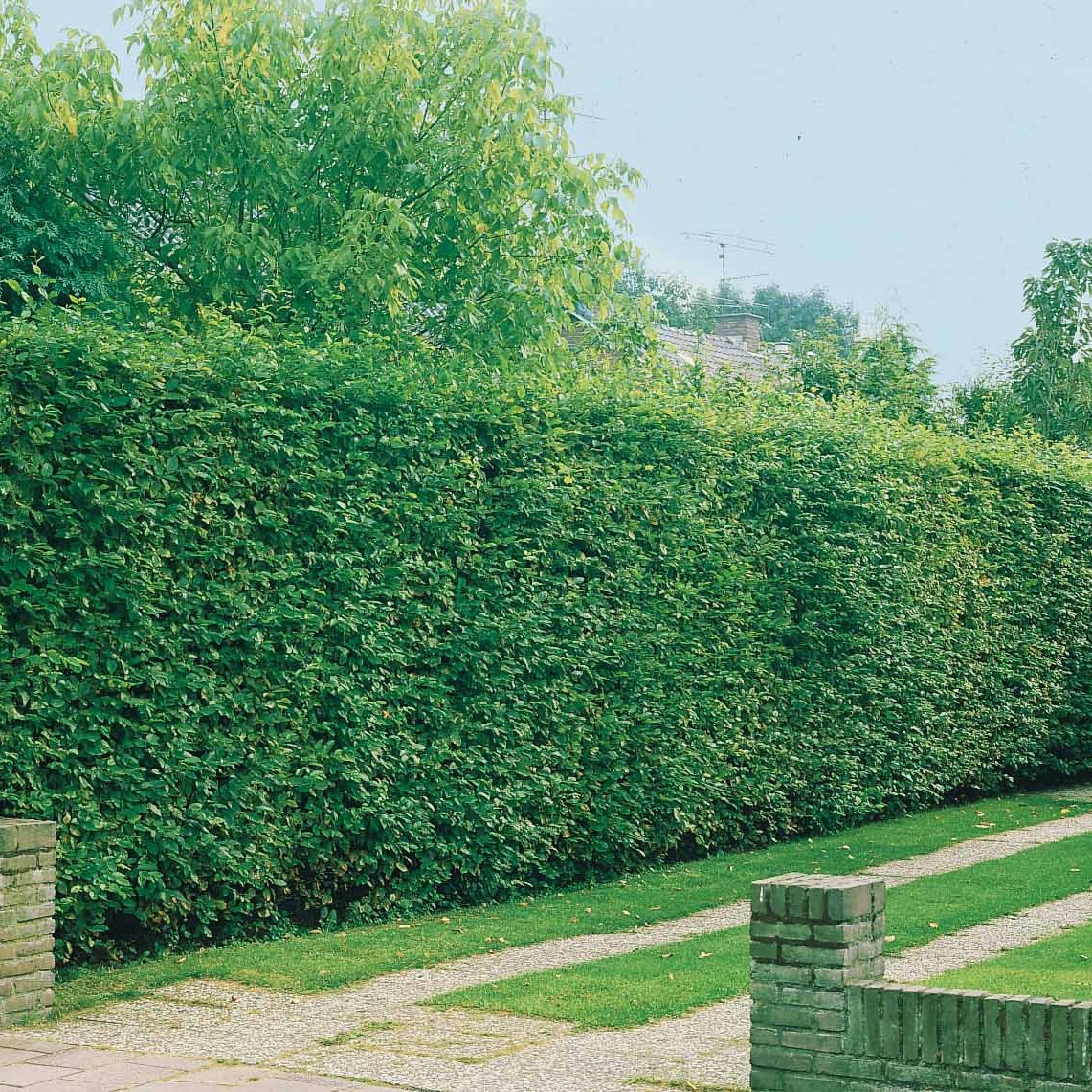 Haagbeuk (x10) - Carpinus betulus - Heesters en vaste planten