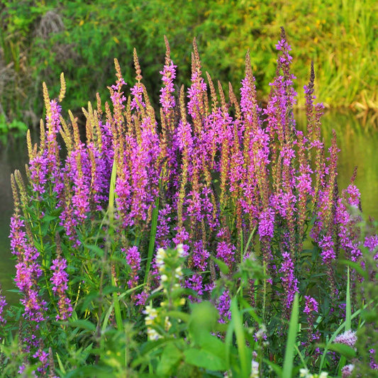 Kattestaart - Bakker