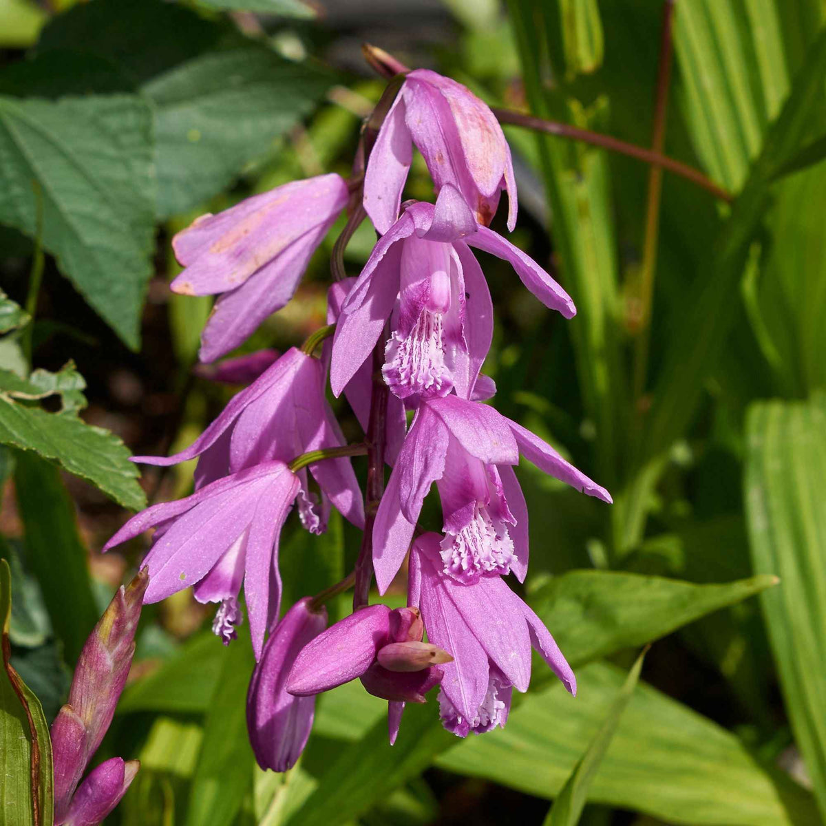 Verkoop Hyacint Orchidee