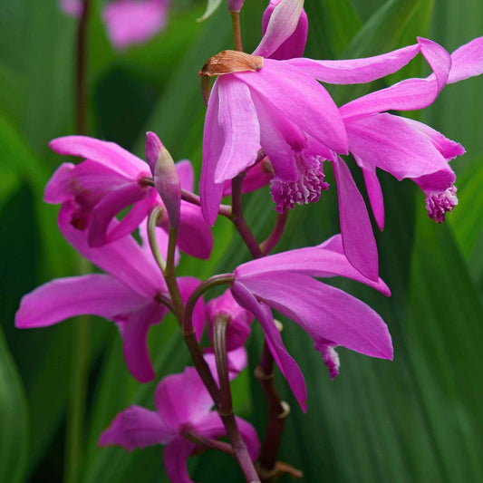 Hyacint Orchidee