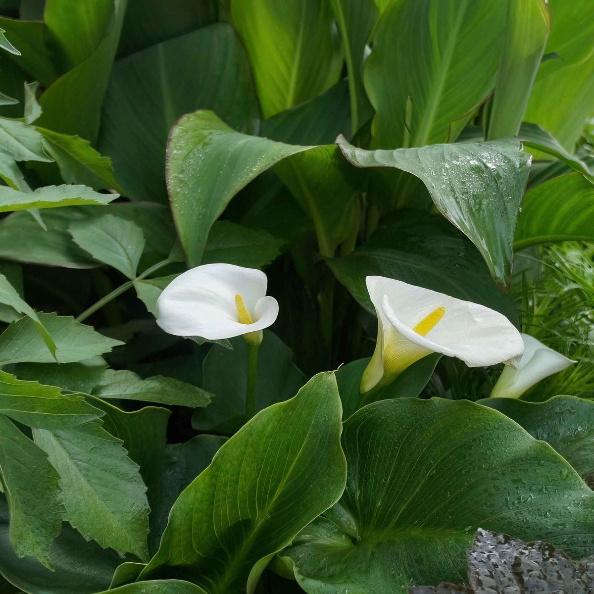 Verkoop Ethiopische witte aronskelk - Zantedeschia aethiopica