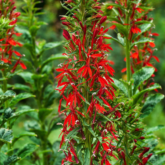 Scharlaken Lobelia - Bakker