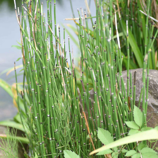 Japanse paardenstaart - Bakker