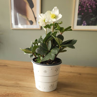 Kamerplanten met bloemen - Kerstroos 'Christmas Carol' en met kerstpot - Helleborus niger Christmas Carol