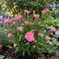 Anjer Peach Party - Dianthus caryophyllus - Bakker