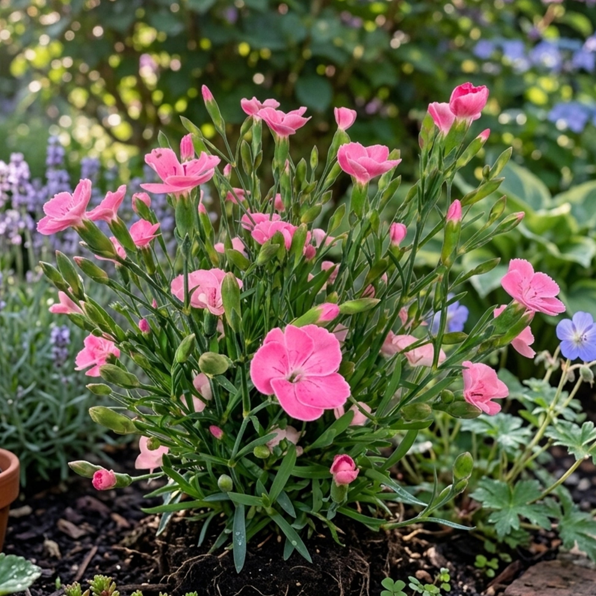 Anjer Peach Party - Dianthus caryophyllus - Bakker