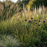 5 vaste planten voor bloemenweide - Bakker