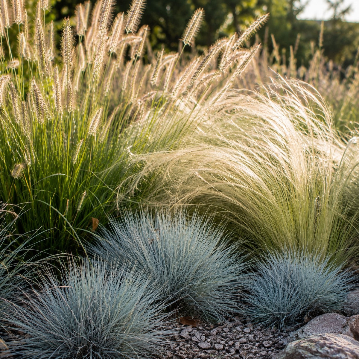 3 siergrassen voor droge grond - Pennisetum alopecuroides,Stipa tenuissima ,Festuca glauca - Bakker