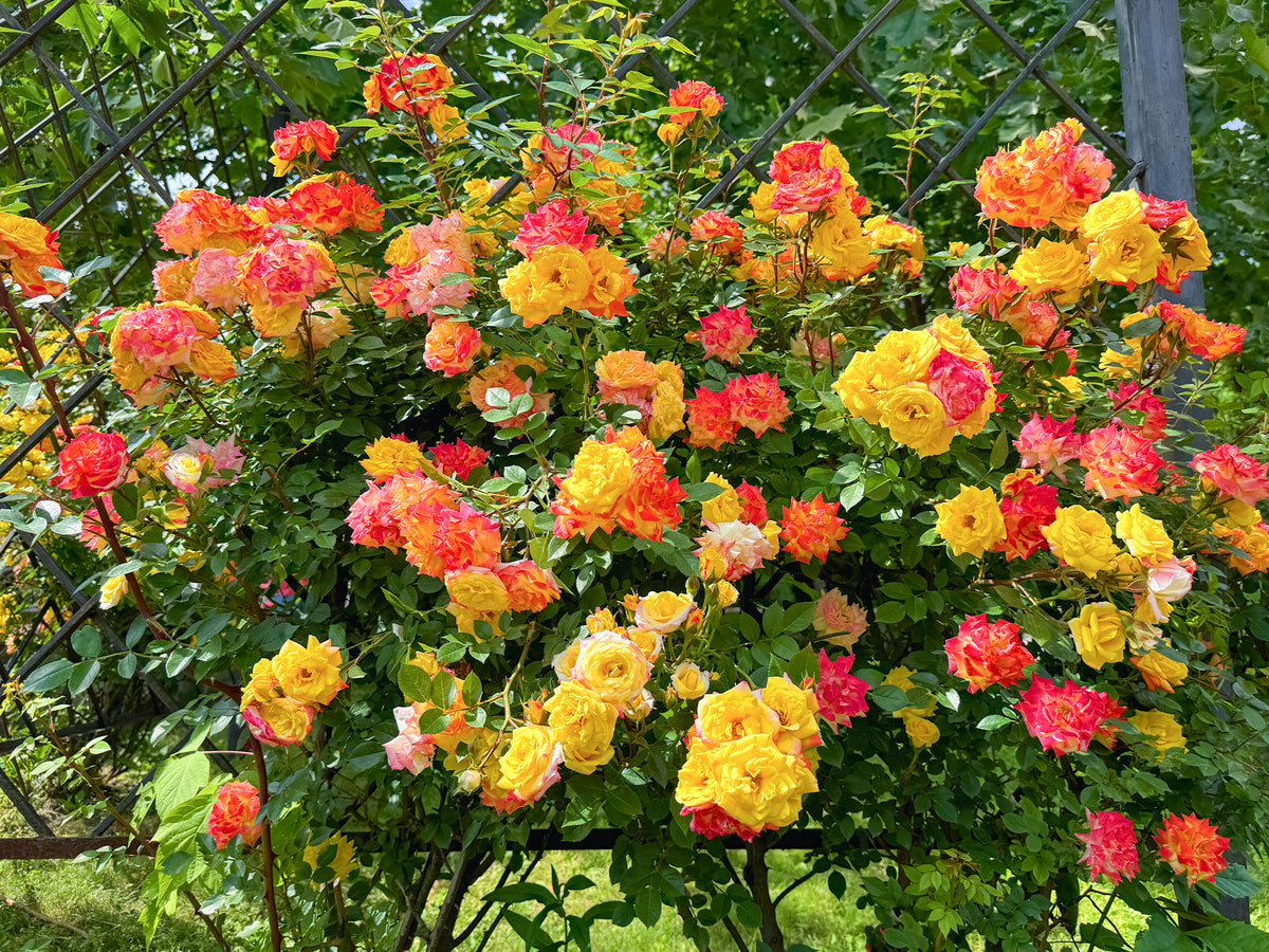 Een tuin in warme kleurtinten tot -30% !