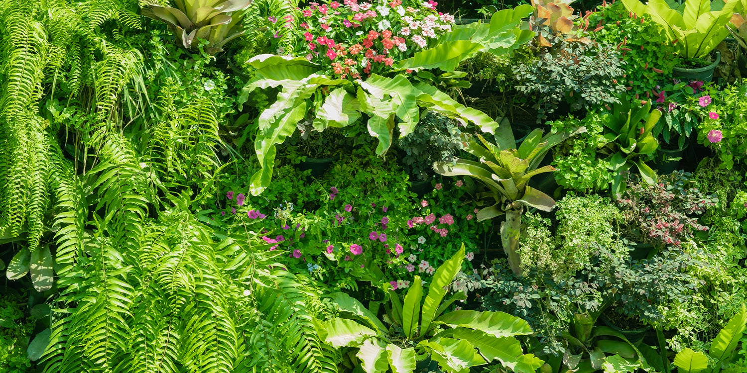 Maak je eigen Urban Jungle voor een zacht prijsje 