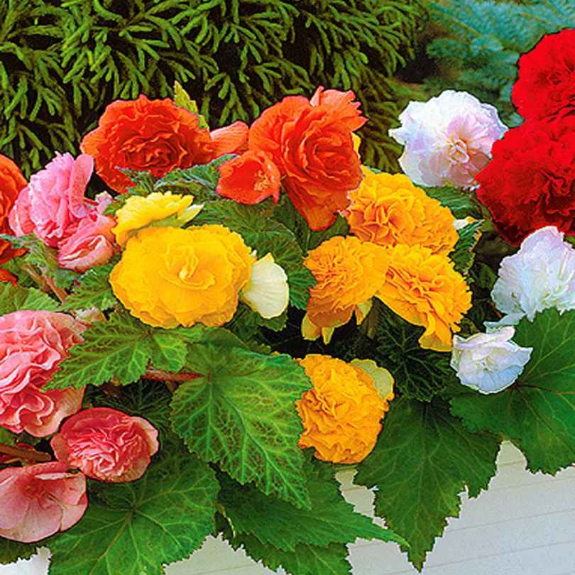 Begonia Mix 'Non Stop' (x6) - Begonia multiflora non stop - Bakker