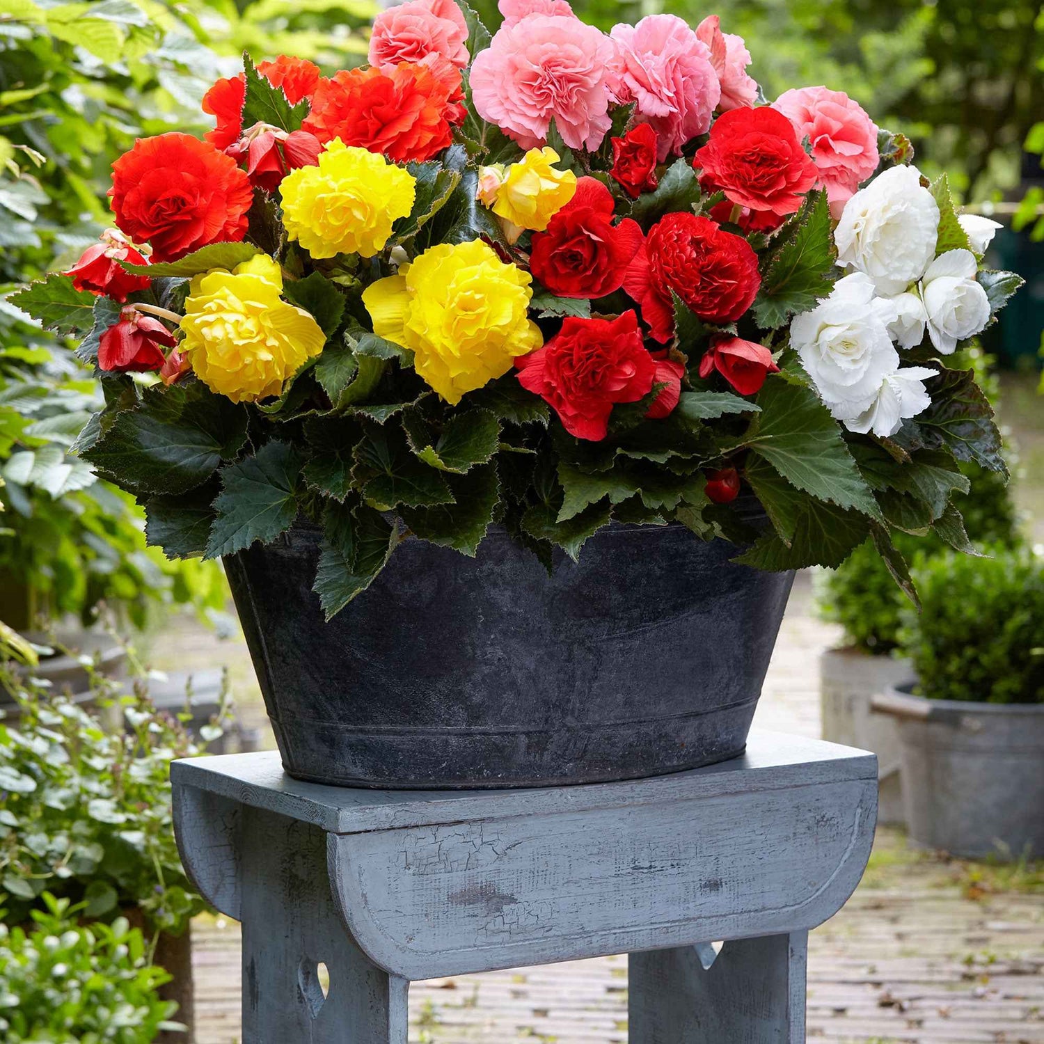 Begonia