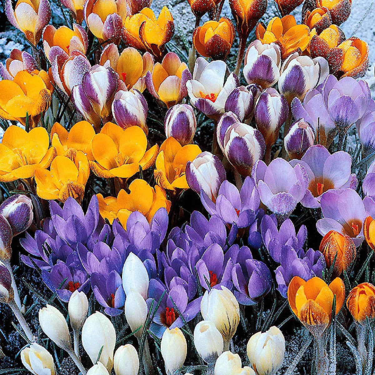Botanische krokus Mix (x50) - Bakker