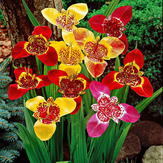 Tijgerbloem - Bakker