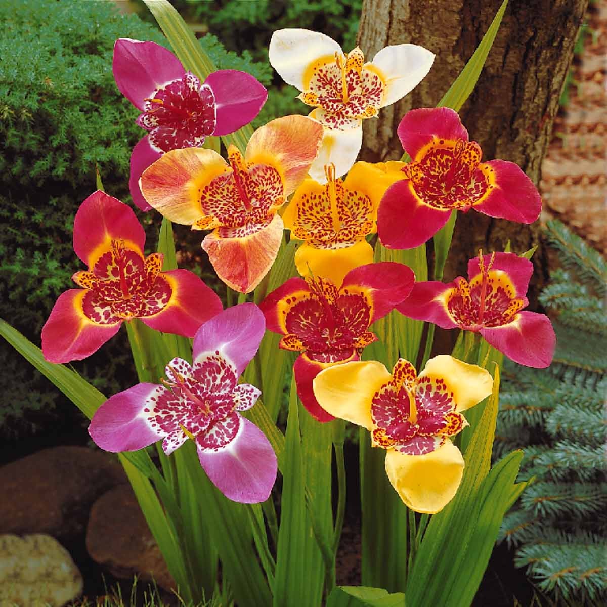 Tigridia pavonia - Tijgerbloem - Natuurlijke bloembollenbedden