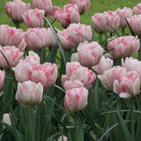 Dubbelbloemige tulp 'Foxtrot' (x10) - Tulipa foxtrot