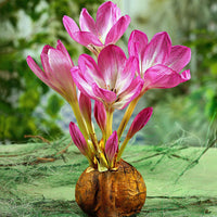 Herfsttijloos 'The Giant' - Colchicum 'the giant' - Bloembollen