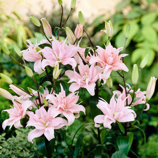 Dubbelbloemige lelie 'Elodie' (x3) - Lilium elodie - Bloembollen