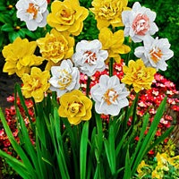 Narcis 'Double Flowers' - Narcissus - Voorjaarsbloeiers