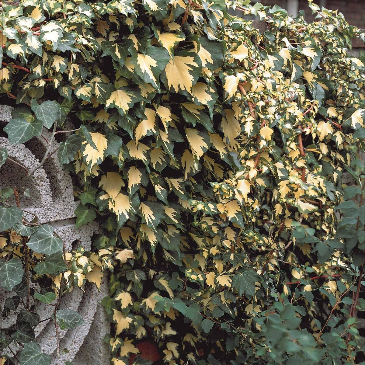 Hedera helix Goldheart - Klimop 'Goldheart' - Klimop - Hedera