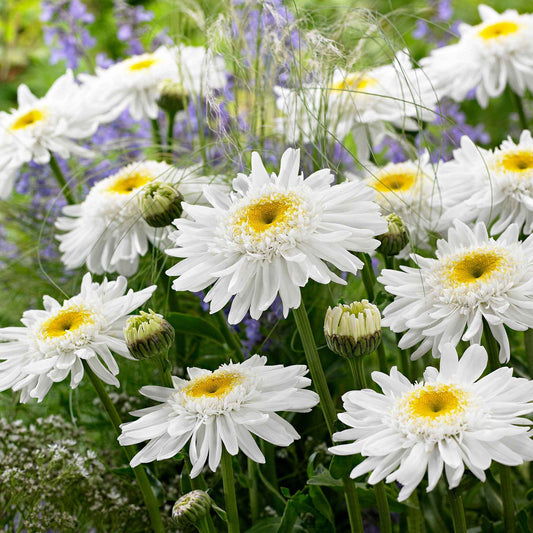 Dubbele margriet 'Wirral Supreme' - Leucanthemum superbum wirral supreme - Tuinplanten