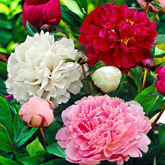 Pioenroos 'Red Charm' + 'Immaculate' + 'Sorbet' mix (x3) - Paeonia lactiflora x Sorbet, Immaculée, Red Charm - Tuinplanten
