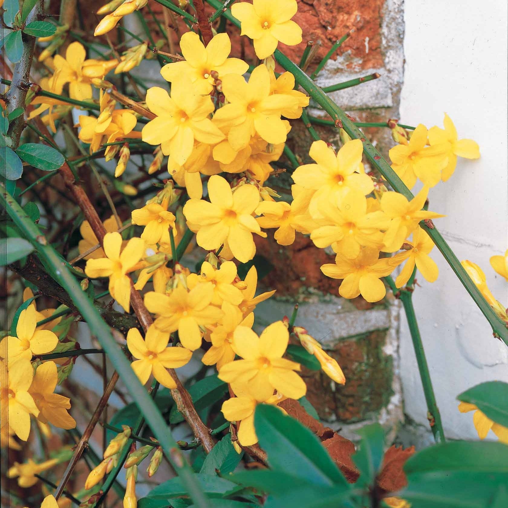 Winterjasmijn - Jasminum nudiflorum - Heesters en vaste planten