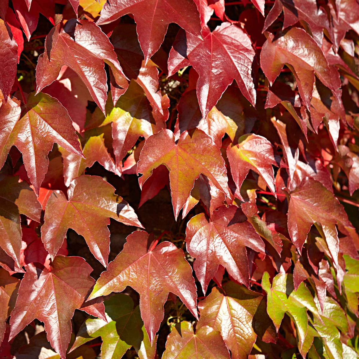 Wilde wingerd - Parthenocissus tricuspidata Veitchii - Bakker