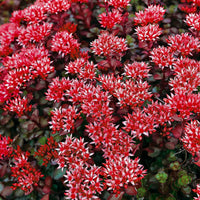 Rode muurpeper 'Schorbuser Blut' (x3) - Sedum spurium schorbuser blut - Heesters en vaste planten
