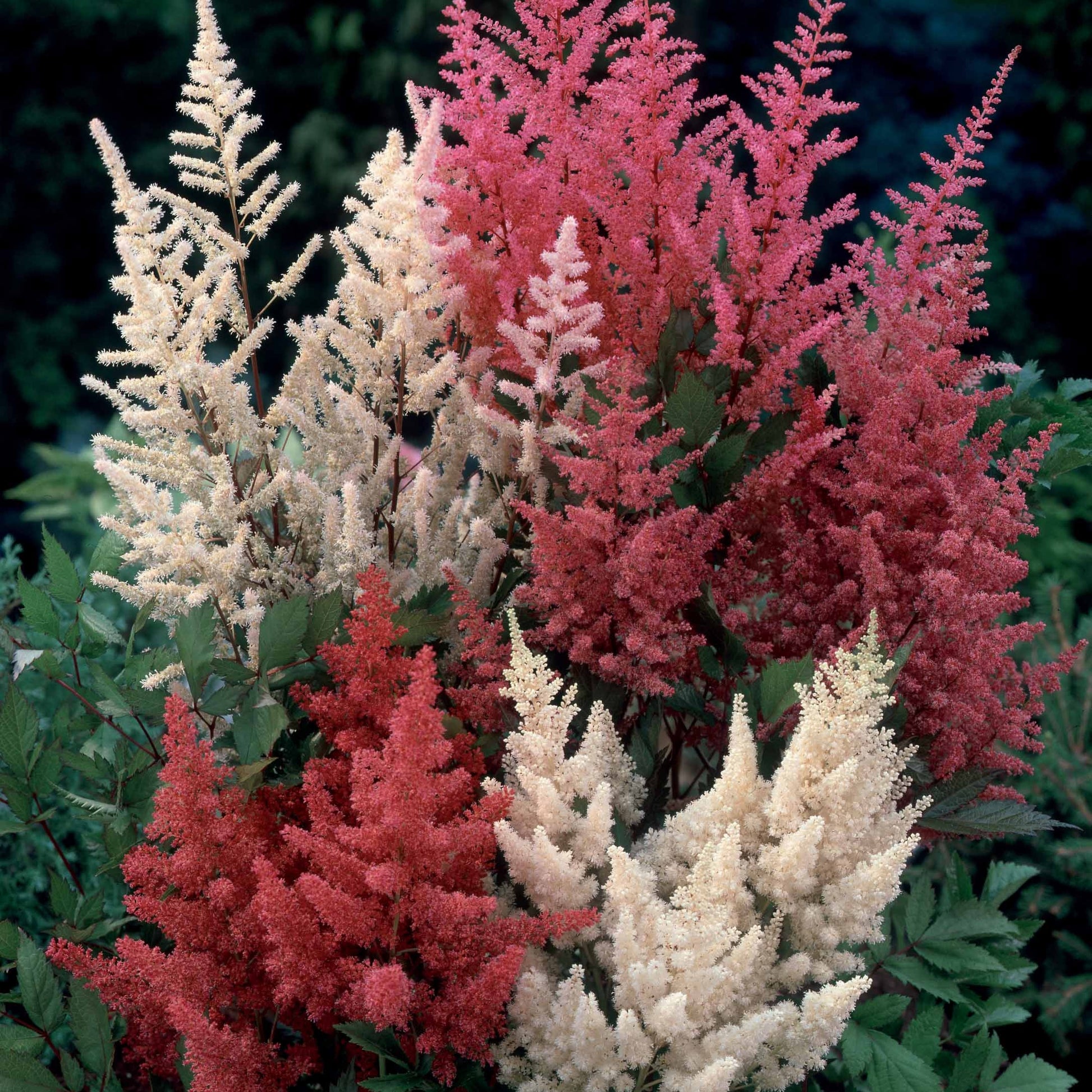 Astilbe - Mix 'Magic' (x4) - Astilbe - Bakker
