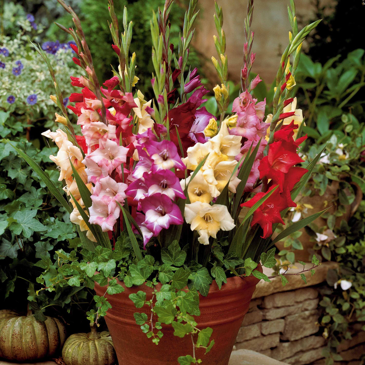 Gladiool Mix 'Glamini' (x12) - Glamini - Bakker