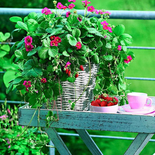 Aardbei 'Toscana' (x3) - Bakker